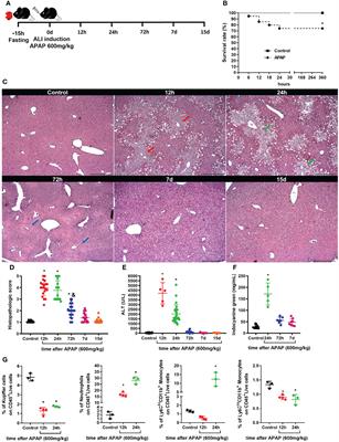 Susceptibility to Infections During Acute Liver Injury Depends on Transient Disruption of Liver Macrophage Niche